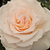 Fehér - Virágágyi floribunda rózsa - Poustinia